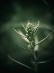Close up of a plant in the garden