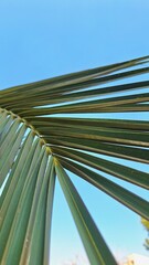 Image of long green leaves of Macrozamia plant against blue sky.