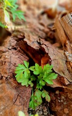 Small green leaves growing on a dead tree stump