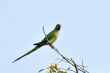 blue winged bee eater