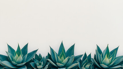 Three vibrant teal agave plants arranged in a row against a clean white background.  Perfect for minimalist designs and nature-inspired projects.