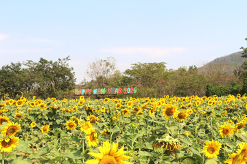 Happy New Year sign standing amidst a vibrant field of sunflowers.