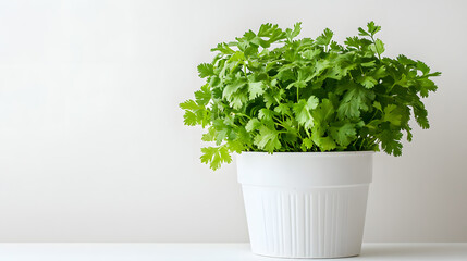 Fototapeta premium A vibrant bunch of fresh cilantro in a simple white pot, set against a clean white background. Perfect for recipes, culinary blogs, or healthy living concepts.