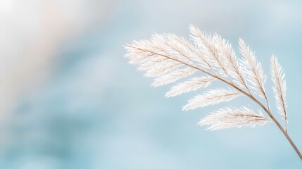 Pampas grass branch, tranquil blue background, serene nature scene, website header