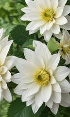 Fototapeta premium Close-up of white dahlia petals and striped leaves on green, decorative plant, floral pattern