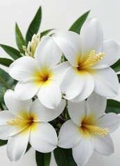Close-up of white frangipani flower on a clean white background, delicate, floral, purity, natural, tropical