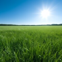 Vibrant Green Field Under a Bright Sunny Sky