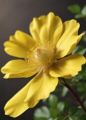 Fototapeta premium Close-up of wild rose with vibrant yellow filaments in macro detail, blooming, petals, blossom