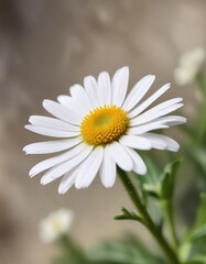 Obraz premium Close-up shot of a single white daisy fleabane flower against blurred background, beauty, macro