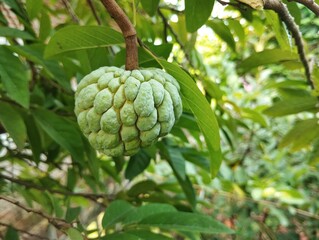 Annona squamosa or Custard apple still on the tree, attached to the branches, looks beautiful,...
