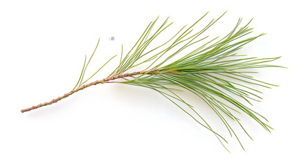Fototapeta premium A sprig of pine needles, vibrant green, with a reddish-brown stem, isolated on a stark white background. Perfect for nature, holiday, or botanical themes.