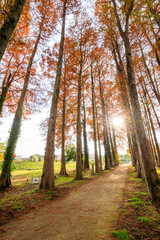 Fototapeta premium 秋のメタセコイア並木 メタセの杜 福岡県築上町 Autumn Metasequoia Fukuoka Pref, Chikujo Town