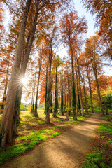 Obraz premium 秋のメタセコイア並木 メタセの杜 福岡県築上町 Autumn Metasequoia Fukuoka Pref, Chikujo Town