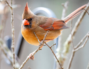 Female Cardinal Perched