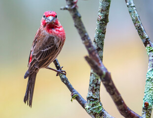 Purple finch Perched at a birdfeeder.