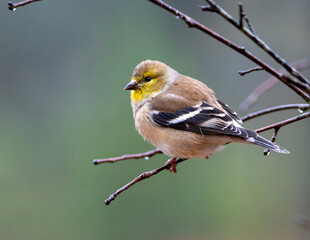 Gold Finch Perched