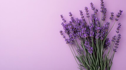 Fototapeta premium Solid lavender purple flat color background with no texture