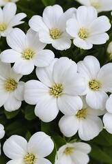 Delicate White Flowers Blooming in Lush Greenery