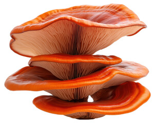 Unique orange mushroom with vibrant colors and distinct layers found in a forest environment isolated on transparent background.