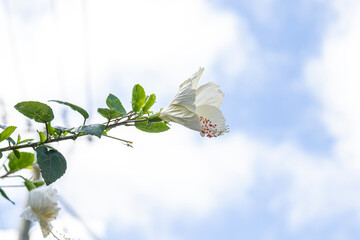 The white hibiscus (Thespesia Grandi Flora) or (Hibiscus rosa-sinensis) is the national flower of Malaysia, Haiti, and Puerto Rico, blooming in the rainy season with bright colors.