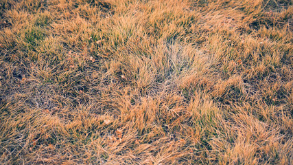 夕陽を浴びて黄金色に輝く草原