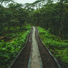 Obraz premium Serene Forest Path Lush Greenery Nature Trail Woodland Walkway Hiking Outdoor Adventu