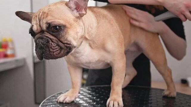 stage drying bulldog in the salon Common grooming mistakes highlighted during French bulldog care. Rough handling and poor techniques demonstrate what to avoid in professional pet grooming