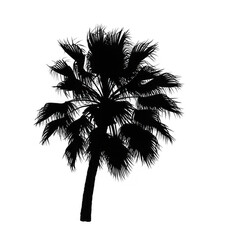 Silhouette of a palm tree against a sunset sky nature photography tropical environment calm viewpoint