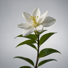 Fototapeta premium White Jasmine Flower Isolated on Grey Background 