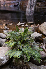 Detail of Fishbone waterfern(Lomaria nuda) Tasmania forest