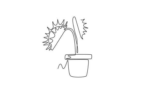 Animated self drawing of continuous line draw scary fresh venus flytrap for garden logo. Decorative of dionaea muscipula concept for home art wall decor poster print. Full length single line animation