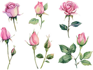 pattern with pink roses