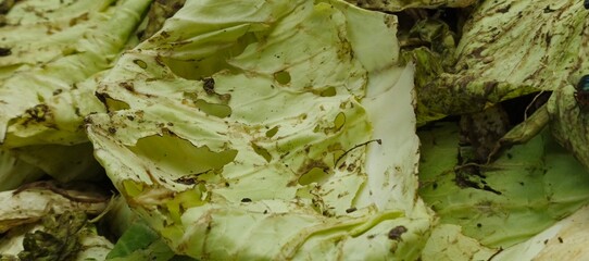 Rotten Cabbage Leaves with Flies 