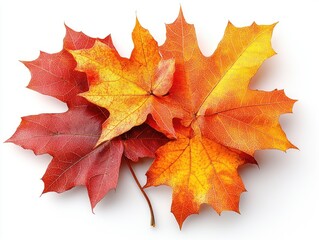 Obraz premium Three vibrant autumn maple leaves, red and orange. Perfect for fall themes, Thanksgiving, nature designs.