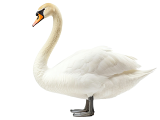 White swan  available PNG on white background