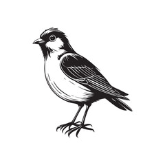A minimalist black and white illustration of a small bird, possibly a sparrow, rendered in a simple, sketchy style. The drawing captures the bird's delicate form and stance with clean lines and subtle