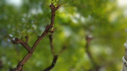 branches