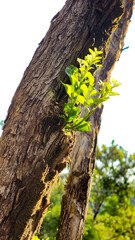 Green sprout on old tree trunk, New life, nature, and resilience concept