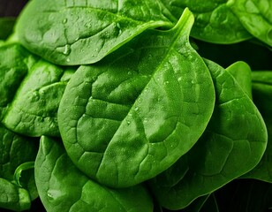 Fresh green spinach leaves with water droplets.
