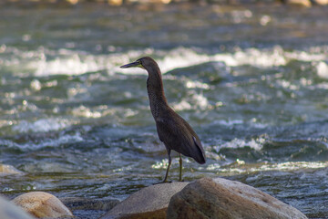 Black heron on the rocks by the river in the spring in Venezuela