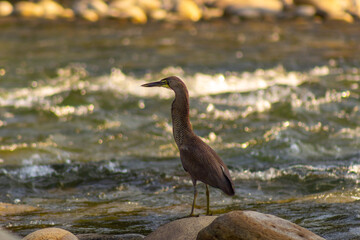 Black heron on the rocks by the river in the spring in Venezuela