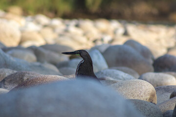 Black heron on the rocks by the river in the spring in Venezuela
