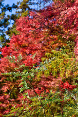 鞍馬寺の南天と紅葉