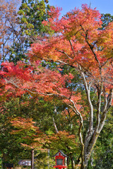 鞍馬寺の紅葉