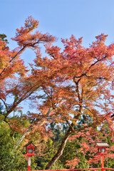 Naklejka premium 鞍馬寺の紅葉