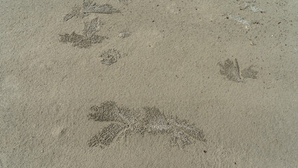 Burrows dug by sand bubbler crabs and sand balls form a bizarre pattern on a beach.  Top view. Full screen. Malaysia. Borneo. Kota Kinabalu
