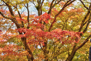 Naklejka premium 鞍馬寺の紅葉