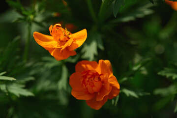 Close-up of vibrant orange flower petals