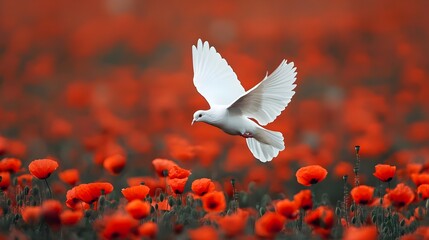 Obraz premium White Dove Soaring Over Red Poppies Peace Nature Bird