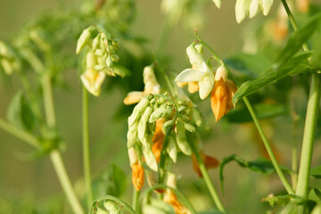 Cluster of pale yellow and orange flowers